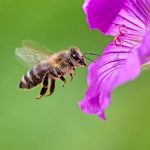 How to Create a Bee-Friendly Garden this Spring